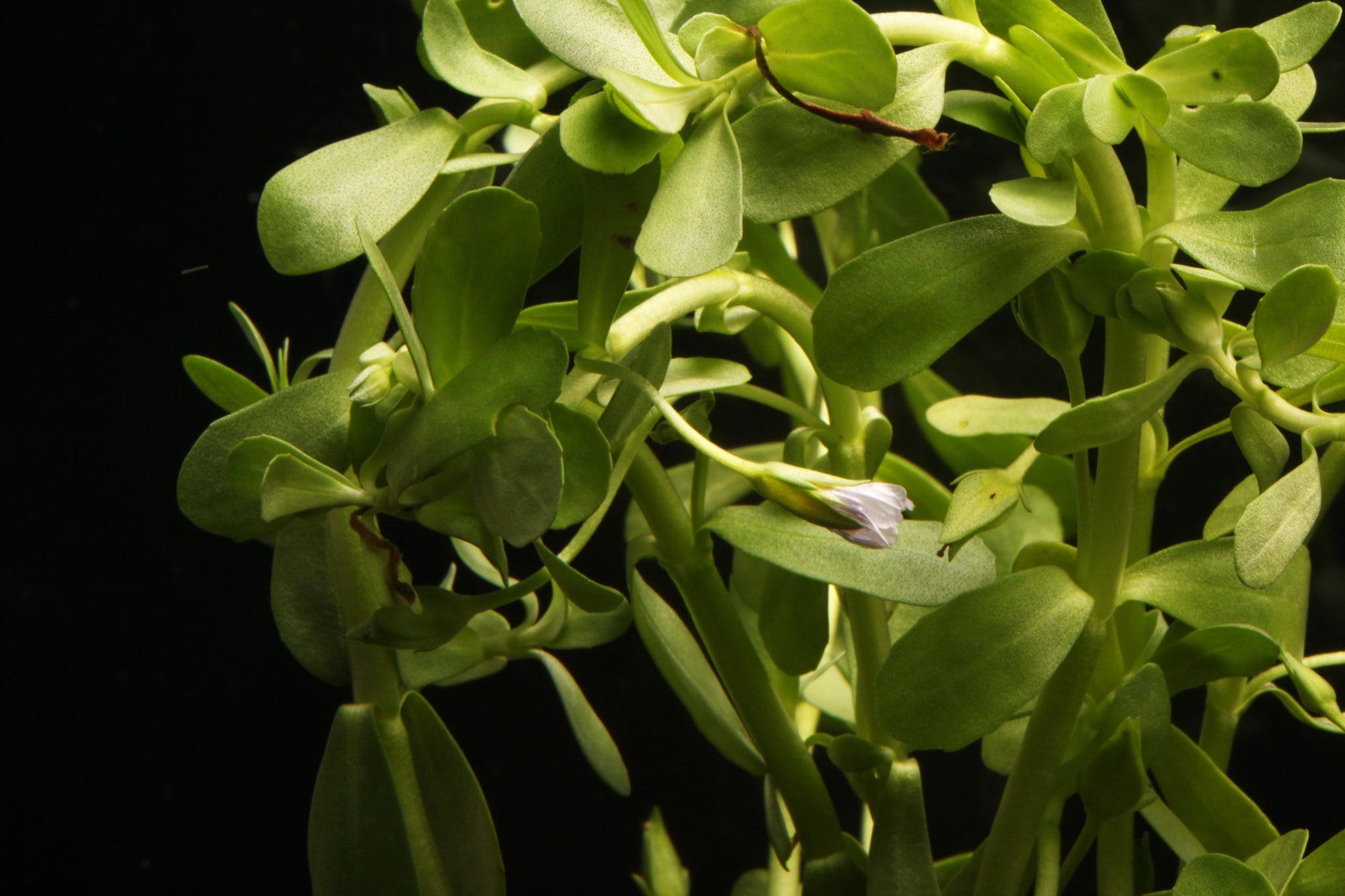 Bacopa Monnieri (Moneywort) - Premium Aquatic Plant for Aquariums & Ponds | Enhance Water Quality & Natural Beauty