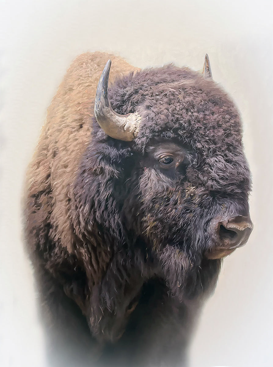 Bison Large Wall Art - Stunning Bison Canvas Print for Home & Office Decor | Perfect for Living Room, Bedroom, or Cabin Wall Decor