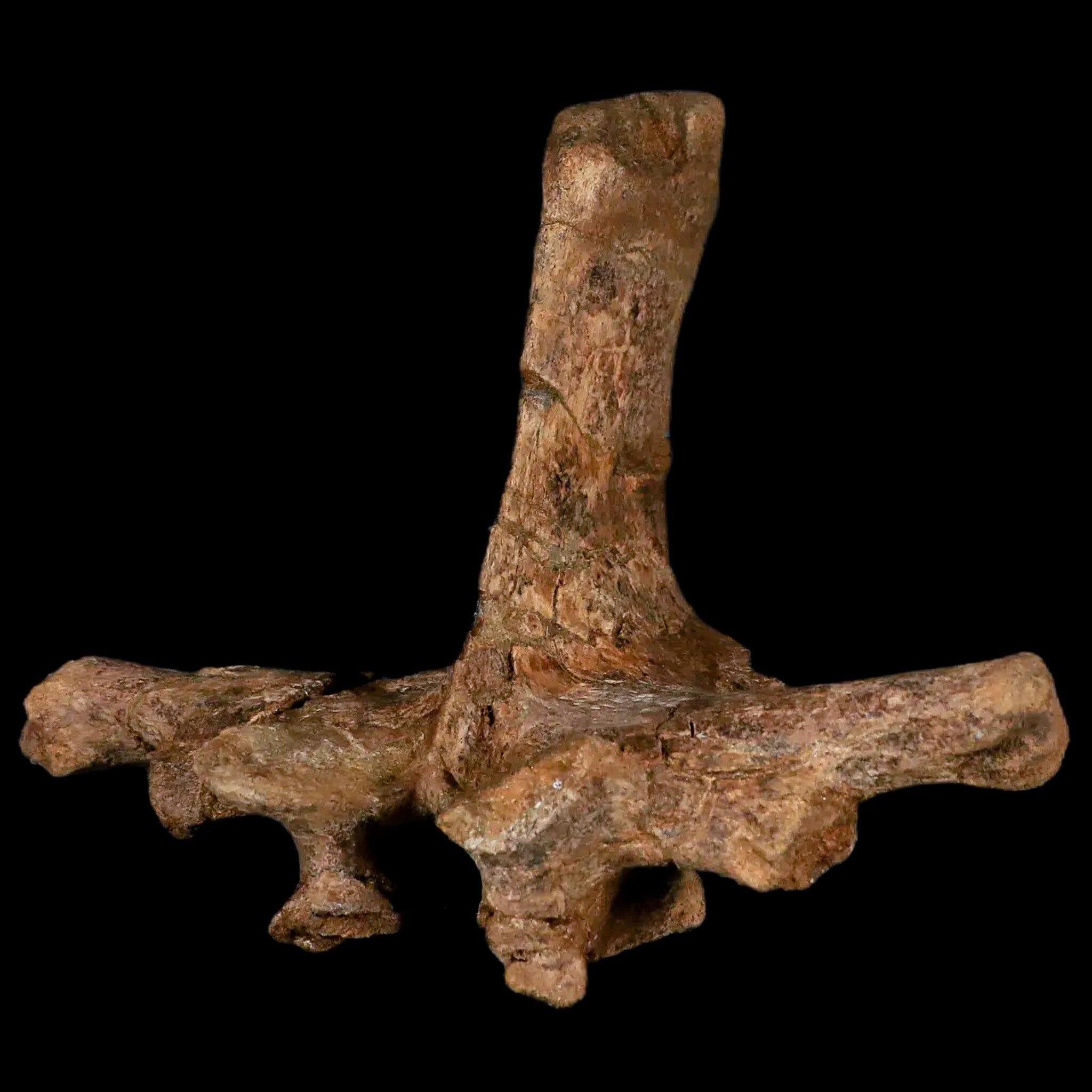 6 Pachycephalosaurus Dinosaur Fossil Vertebrae - Genuine Lance Creek Formation Specimen with COA - Perfect for Paleontology Collections, Educational Displays & Dinosaur Enthusiasts