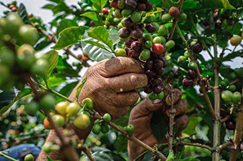 Premium 1 lb Colombia Santa Barbara Estate Excelso AA+ Green Coffee Beans – Fresh, High-Quality for Home Roasting & Brewing – Perfect for Espresso, Cold Brew & Specialty Coffee Lovers