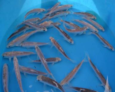 Blue Orfe (Leuciscus Idus) - Premium Live Fish for Ponds & Aquariums | Perfect for Outdoor Water Gardens & Aquatic Landscaping