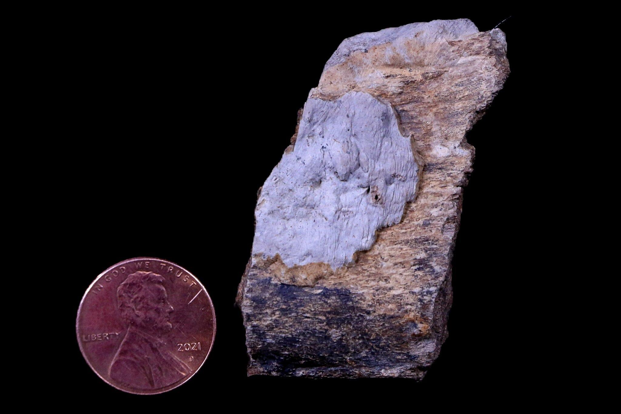 Authentic Gryposaurus Fossil Rib Bone - Duck-Billed Dinosaur Fossil from Judith River, Montana with COA | Rare Paleontology Specimen for Collectors, Museums & Educational Displays