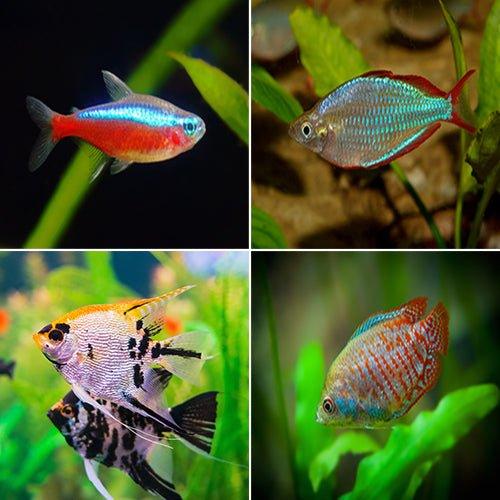 Tropical Fish Bundle - 3 Vibrant Species Including Tetra, Rainbows, Angelfish & Gourami for Aquarium & Fish Tank Decoration | Perfect for Home & Office Aquatic Displays