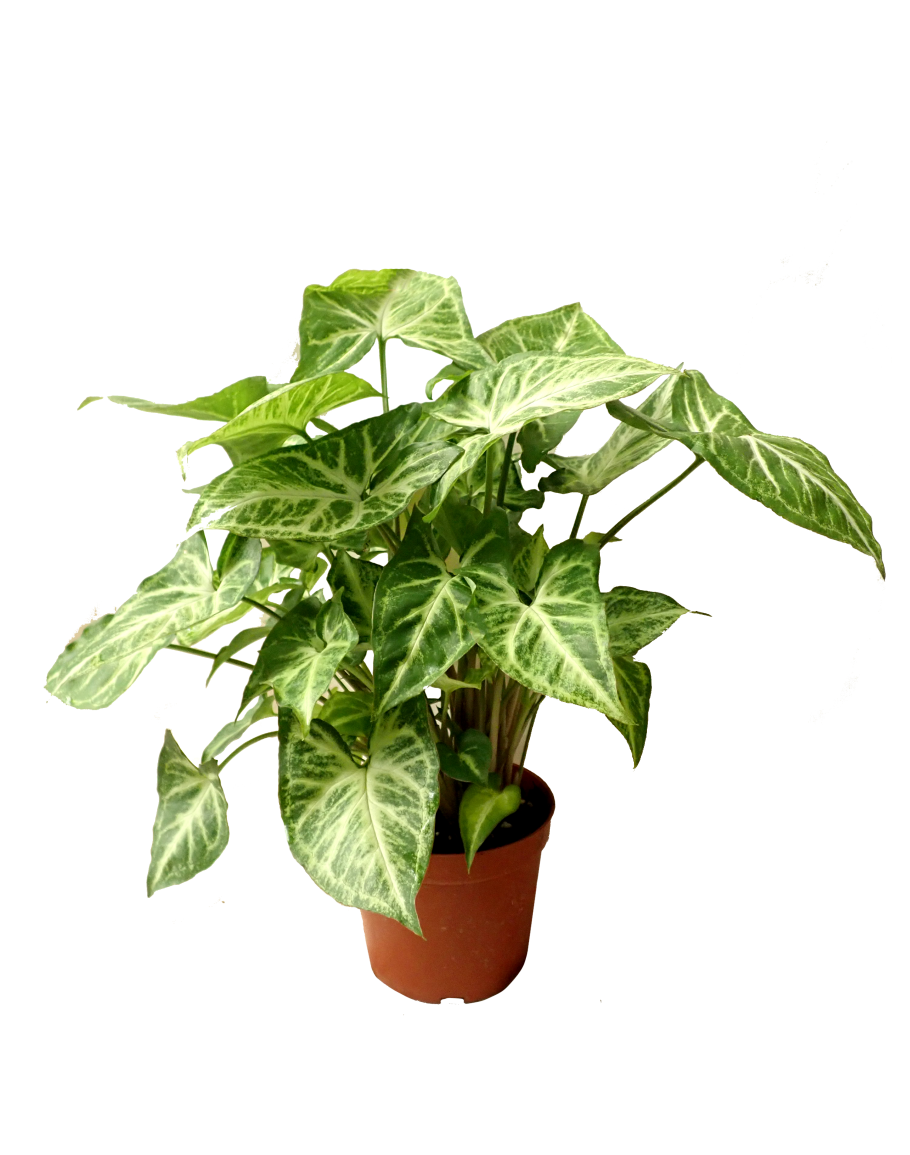 TCulture Syngonium Podophyllum 'White Butterfly' House Plant in Pot - Perfect for Home Decor, Office Spaces & Indoor Gardening
