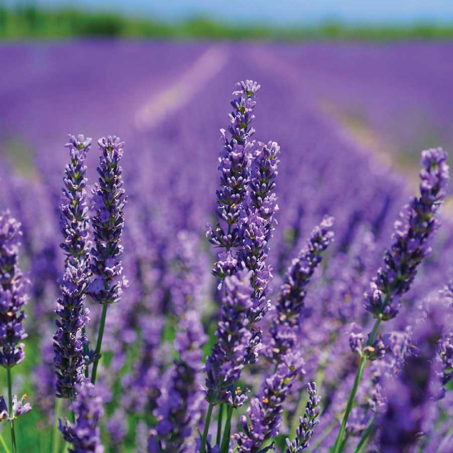 Organic Lavender Essential Oil - 100% Pure & Therapeutic Grade, 15ml Bottle for Aromatherapy, Relaxation & Skin Care