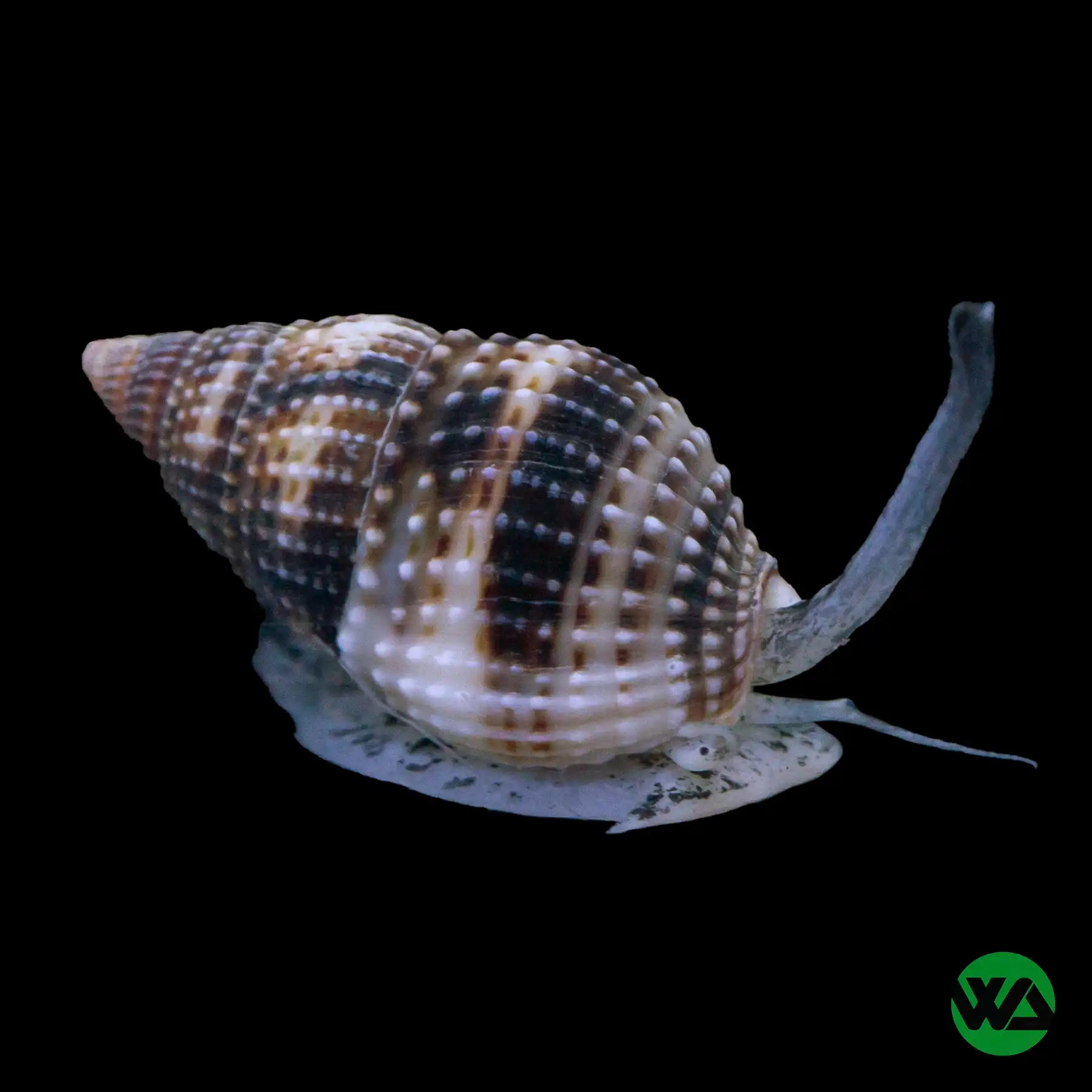Live Nassarius Snail for Saltwater Aquariums - Natural Sand Sifter & Detritus Cleaner - Perfect for Reef Tanks, Nano Tanks & Marine Ecosystems
