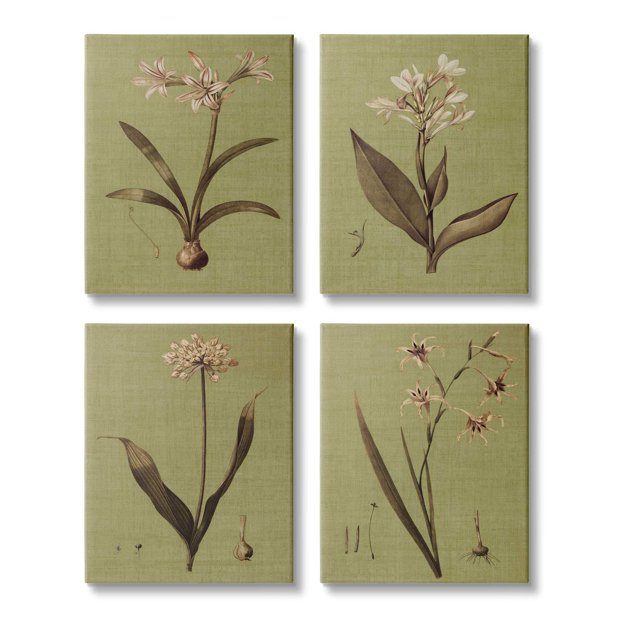 Stupell Industries Vintage Botanical Plant Illustration Canvas Wall Art - Scientific Study Design by John SEBA - Set of 4 (16
