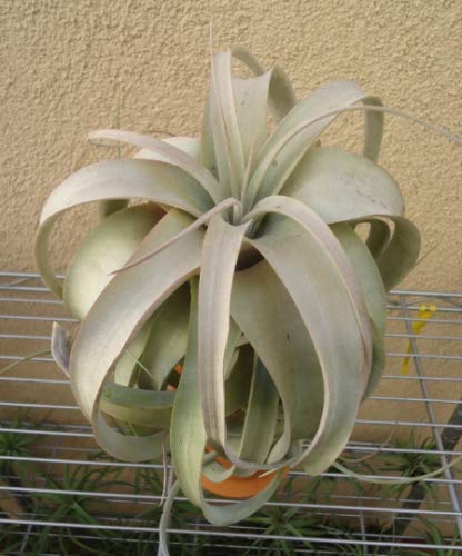 Large Tillandsia Xerographica Air Plants - Low Maintenance Indoor Decor, Perfect for Home, Office, and Terrarium Displays