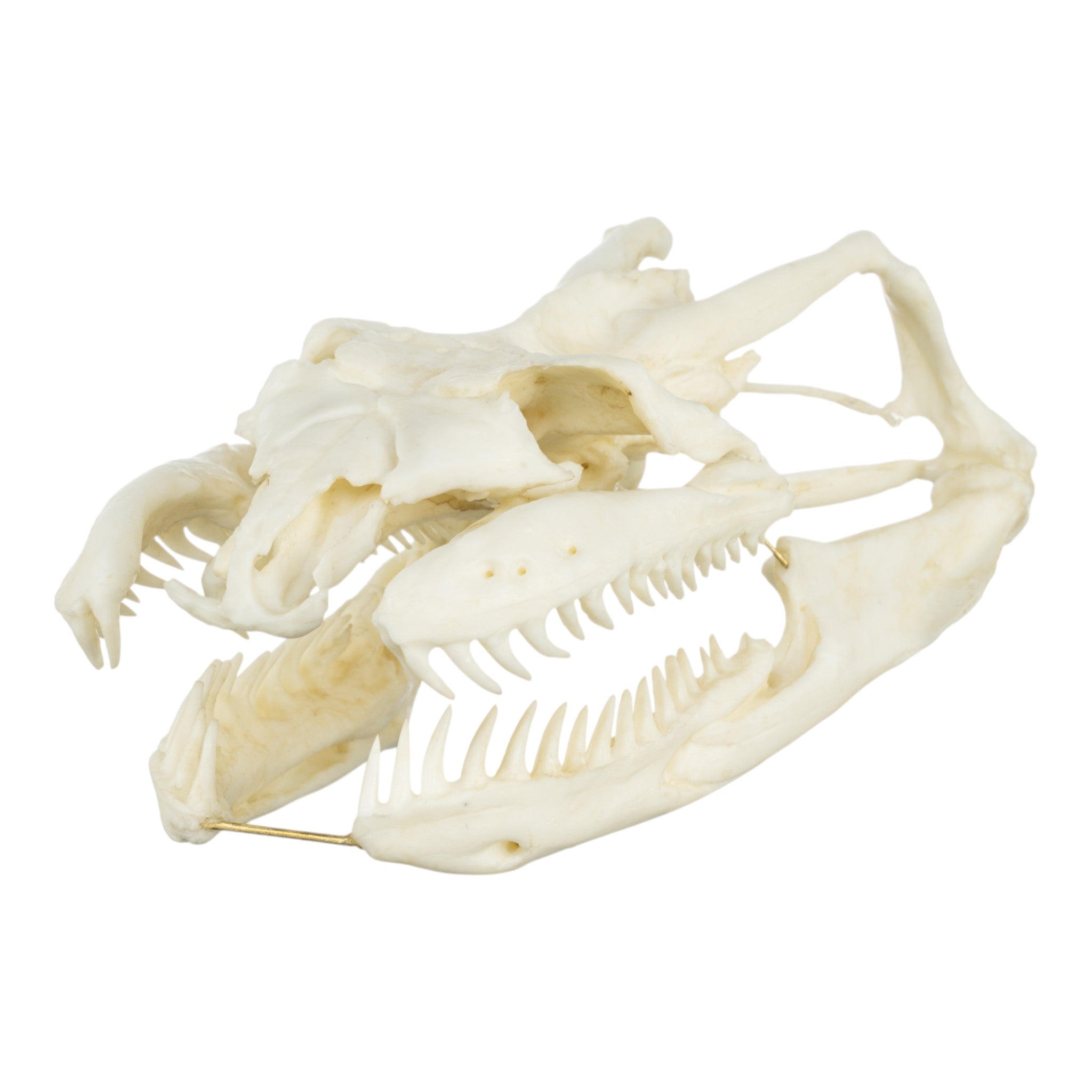 Authentic Replica Anaconda Skull - High-Quality Snake Skull Decor for Home, Office & Halloween Displays | Perfect for Gothic Decor, Science Classrooms & Horror Movie Props