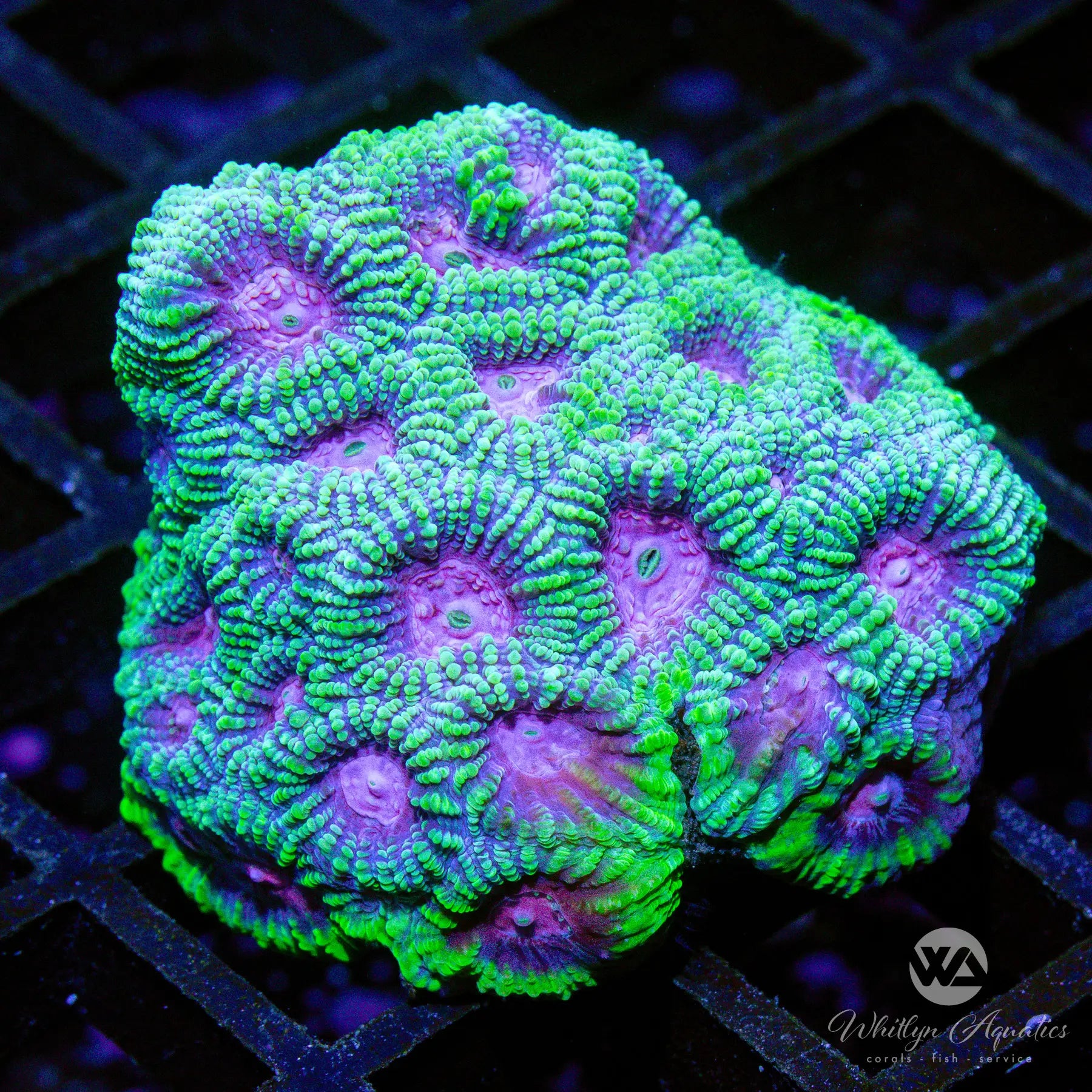 D37 WA Peeps Favia WYSIWYG Live Coral for Saltwater Aquariums - Perfect for Reef Tanks & Marine Displays