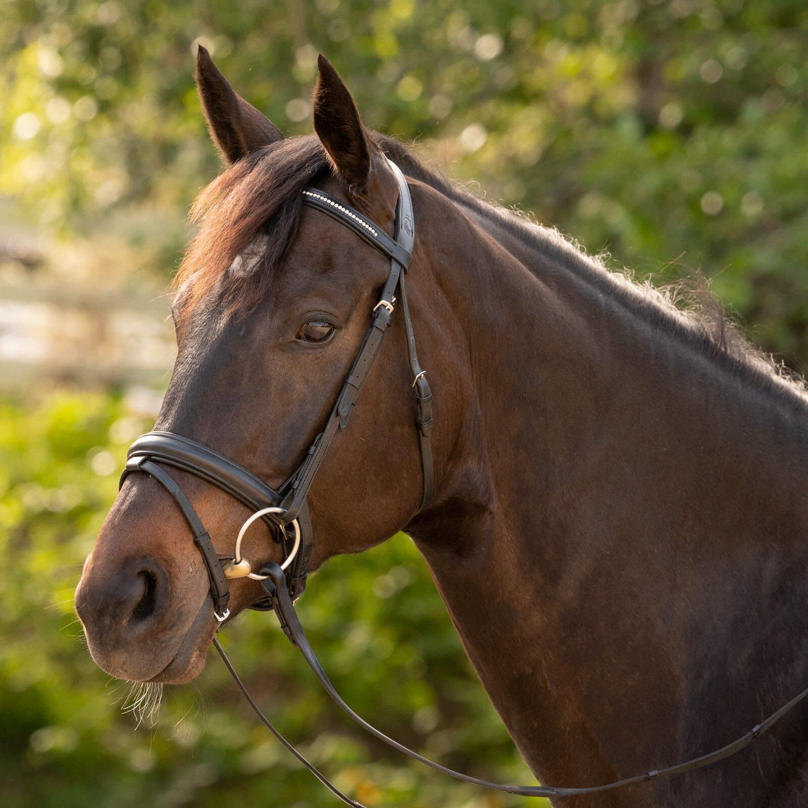 Equinavia Saga Dressage Padded Crank Noseband Horse Bridle with Flash & Reins - Black - Premium Equestrian Gear for Training & Show Jumping