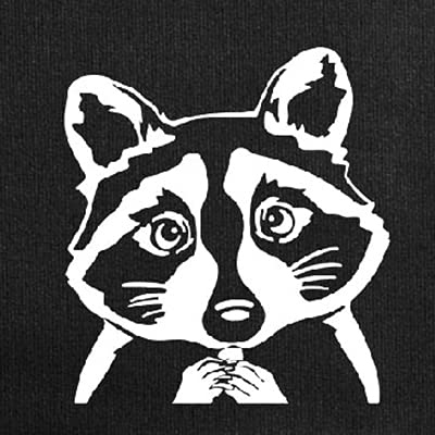 Raccoon
