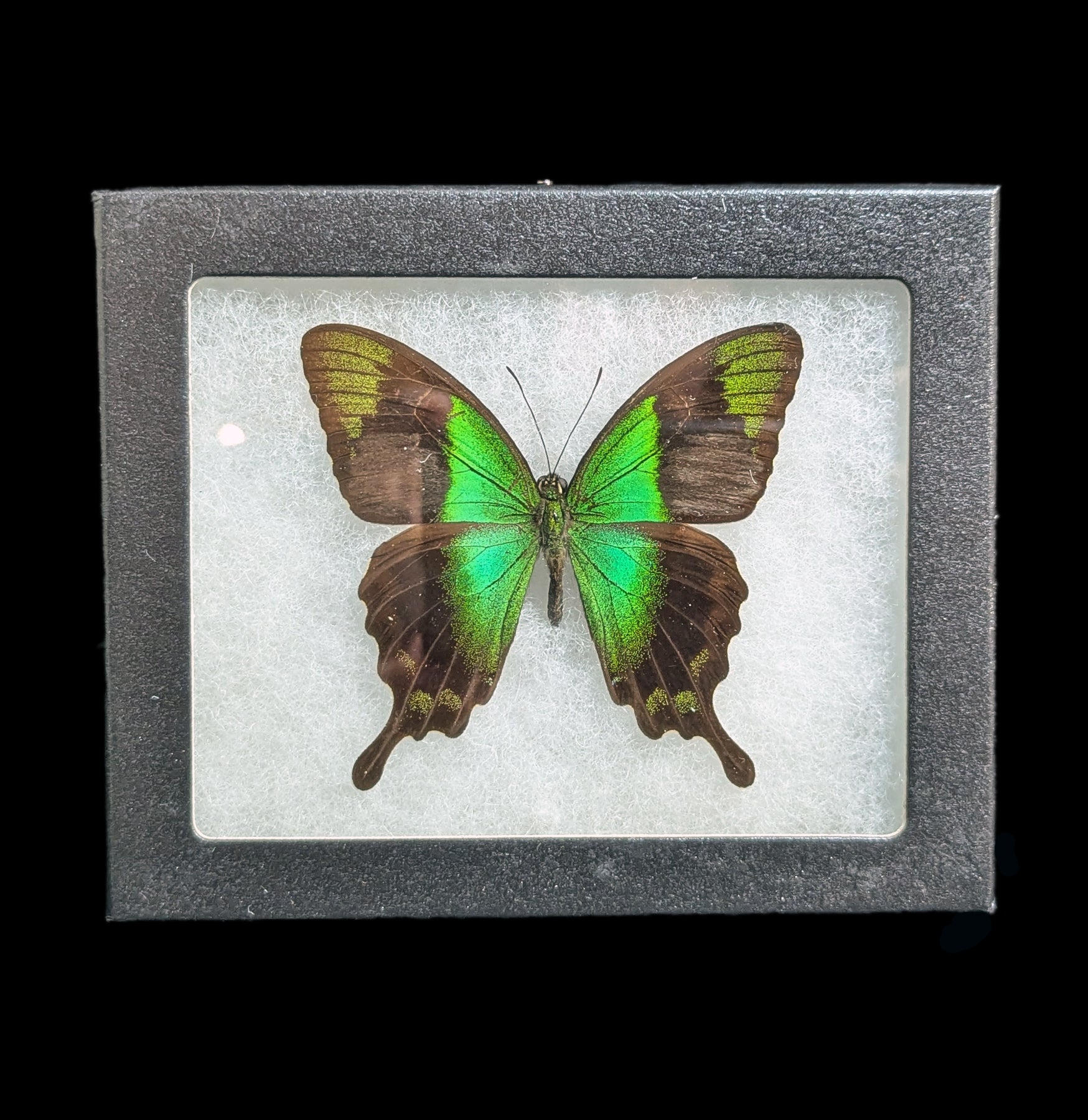 Mounted Papilio Transiens Butterfly Display - Real Framed Butterfly for Home Decor, Wedding Centerpiece & Nature Lovers Gift - Perfect for Wall Art, Science Classroom & Entomology Collection