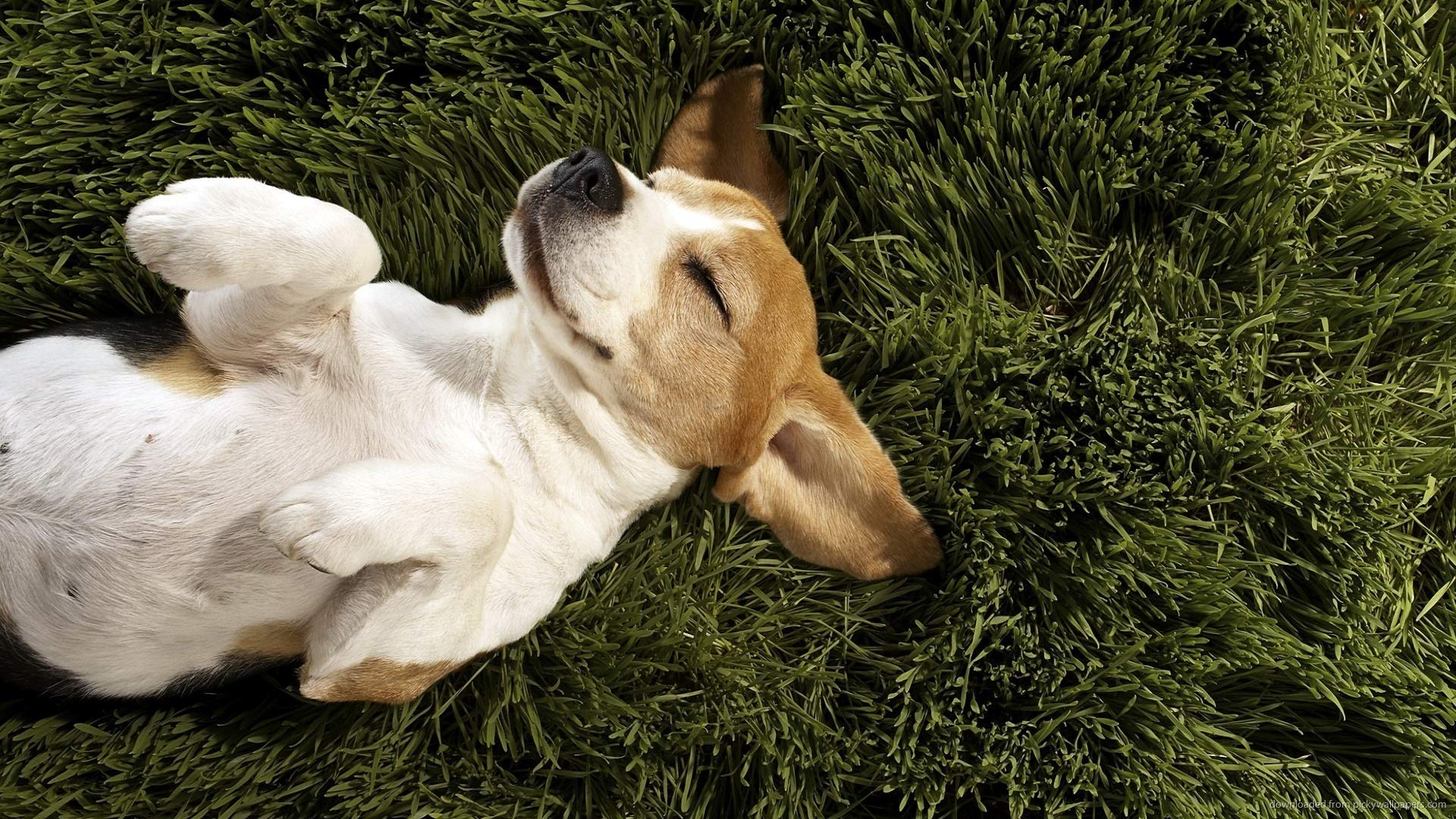 Calming Dog Chews for Anxiety & Stress Relief - Natural Tryptophan Treats to Reduce Aggression & Promote Relaxation - 2 Bottles (180 Chews) - Perfect for Fireworks, Travel & Vet Visits