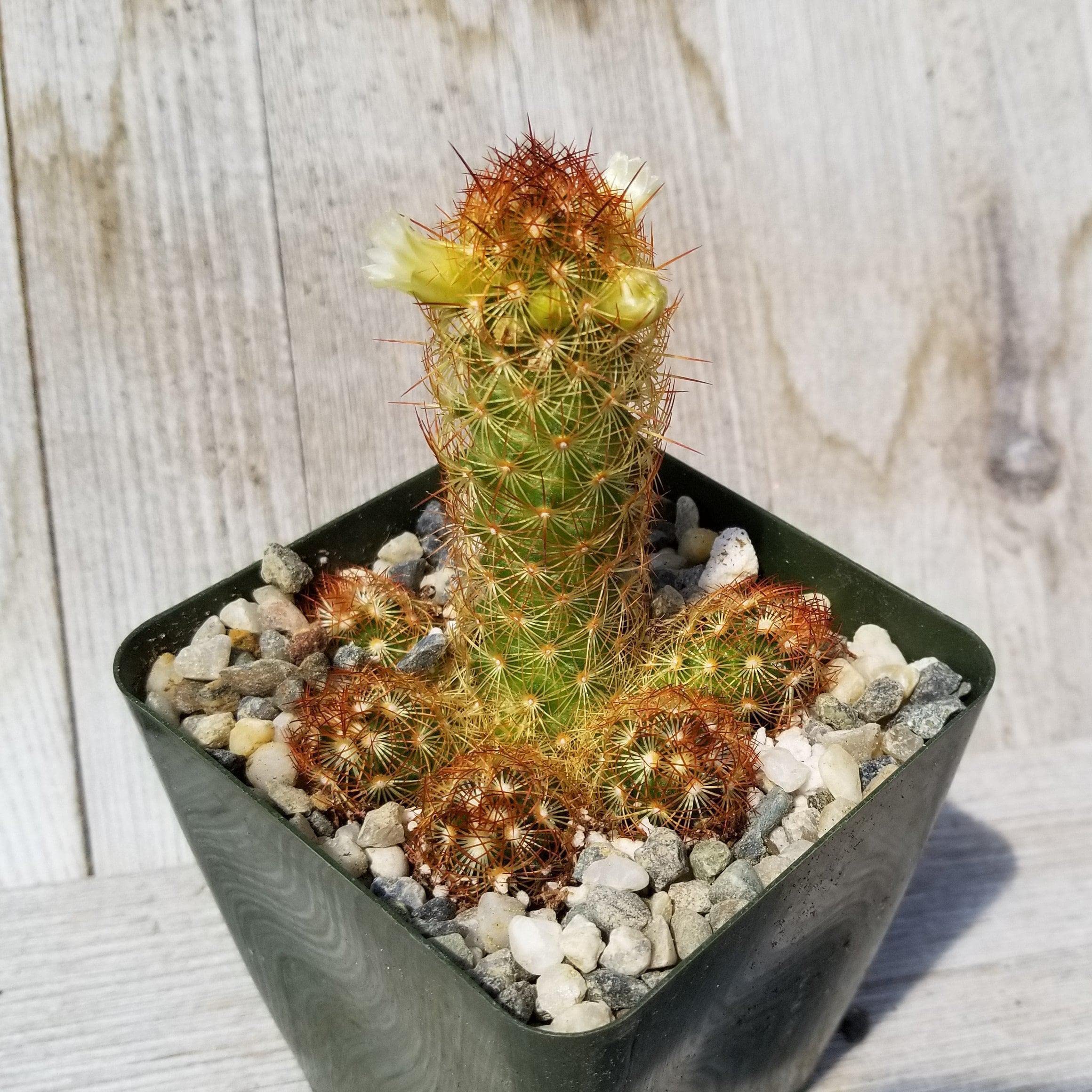 Copper King Cactus (Mammillaria elongata) - Live Succulent Plant for Home Decor, Office Desk & Garden | Easy-Care Indoor Outdoor Cactus