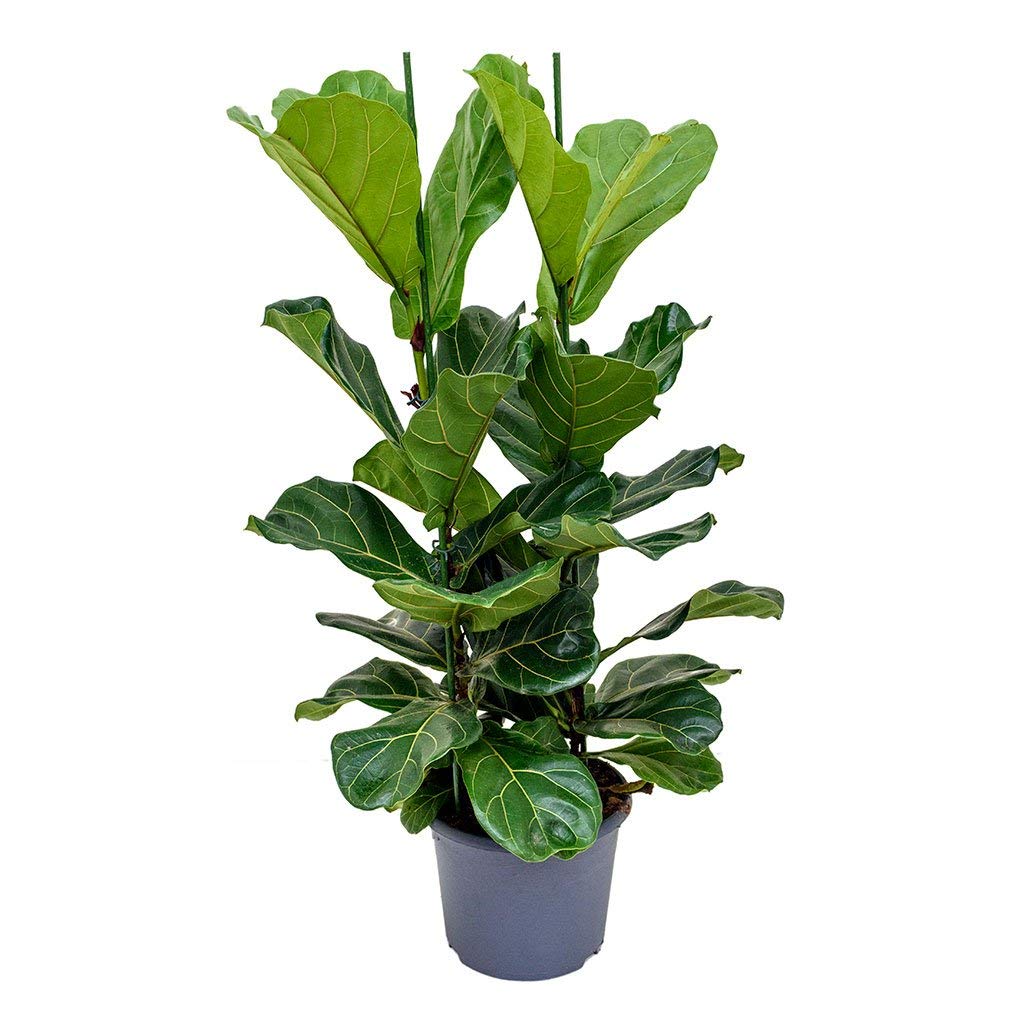 Ficus Audrey Live Plant - Ficus Benghalensis in 10 Inch Pot - Indoor Ornamental Tree for Home & Office Decor - Perfect for Living Room, Bedroom, or Workspace