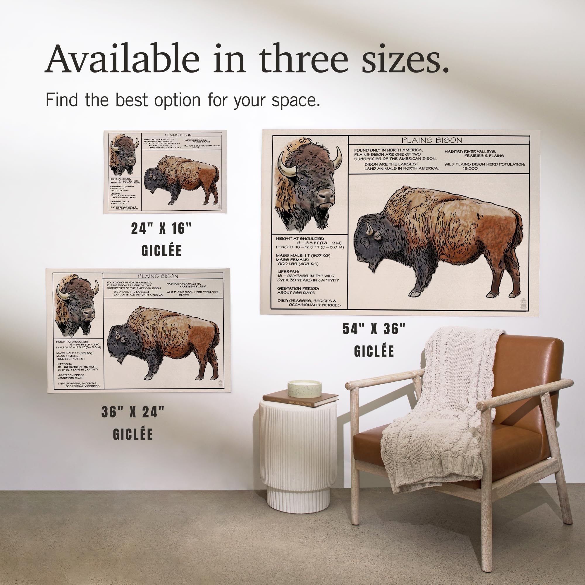 Lantern Press 16x24 Inch Giclee Art Print - Plains Bison Wall Decor | High-Quality Fine Art Reproduction for Living Room, Bedroom & Office
