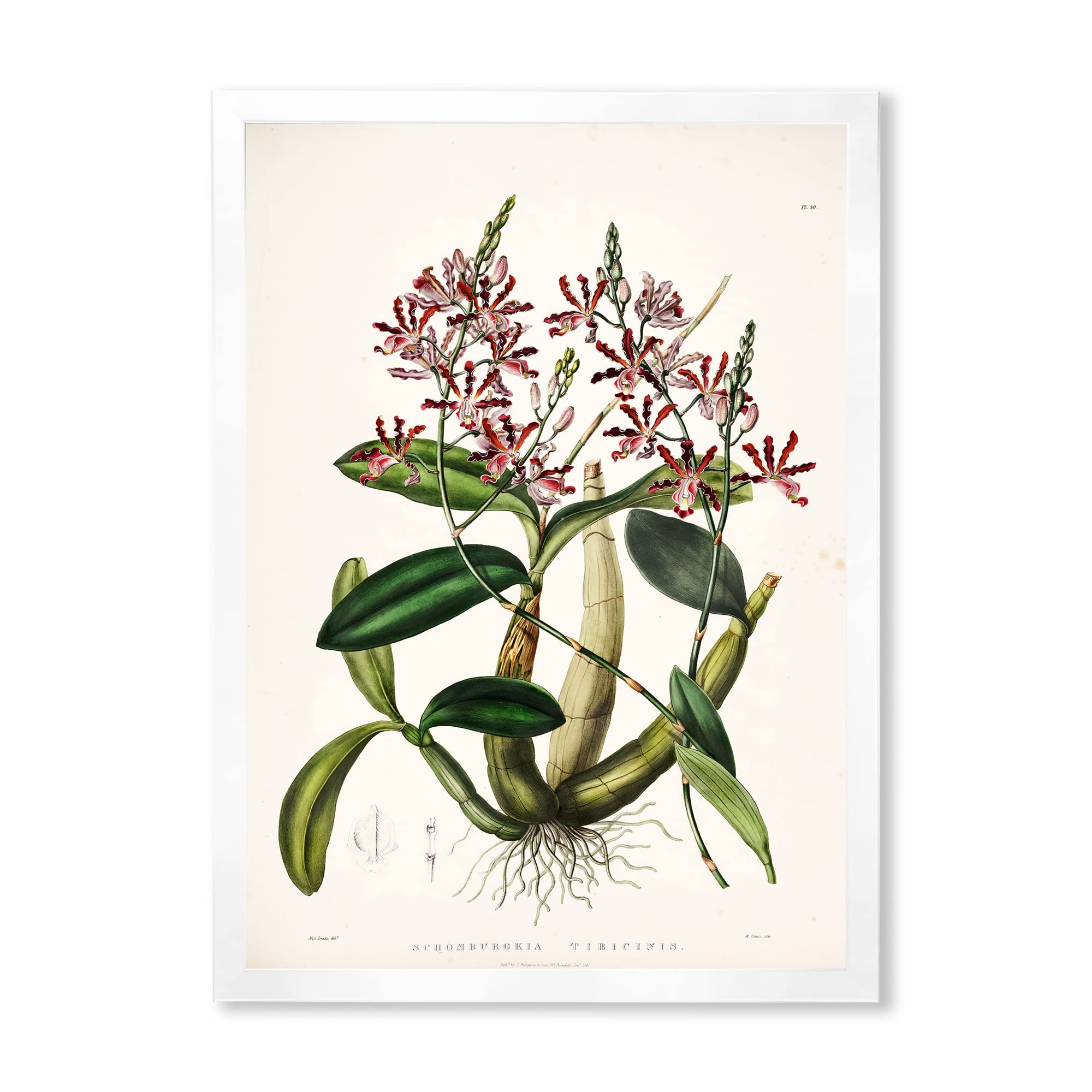 Vintage Plant Life VII Traditional Framed Wall Art - Botanical Home Decor for Living Room, Bedroom & Office - Ready to Hang Nature Inspired Painting