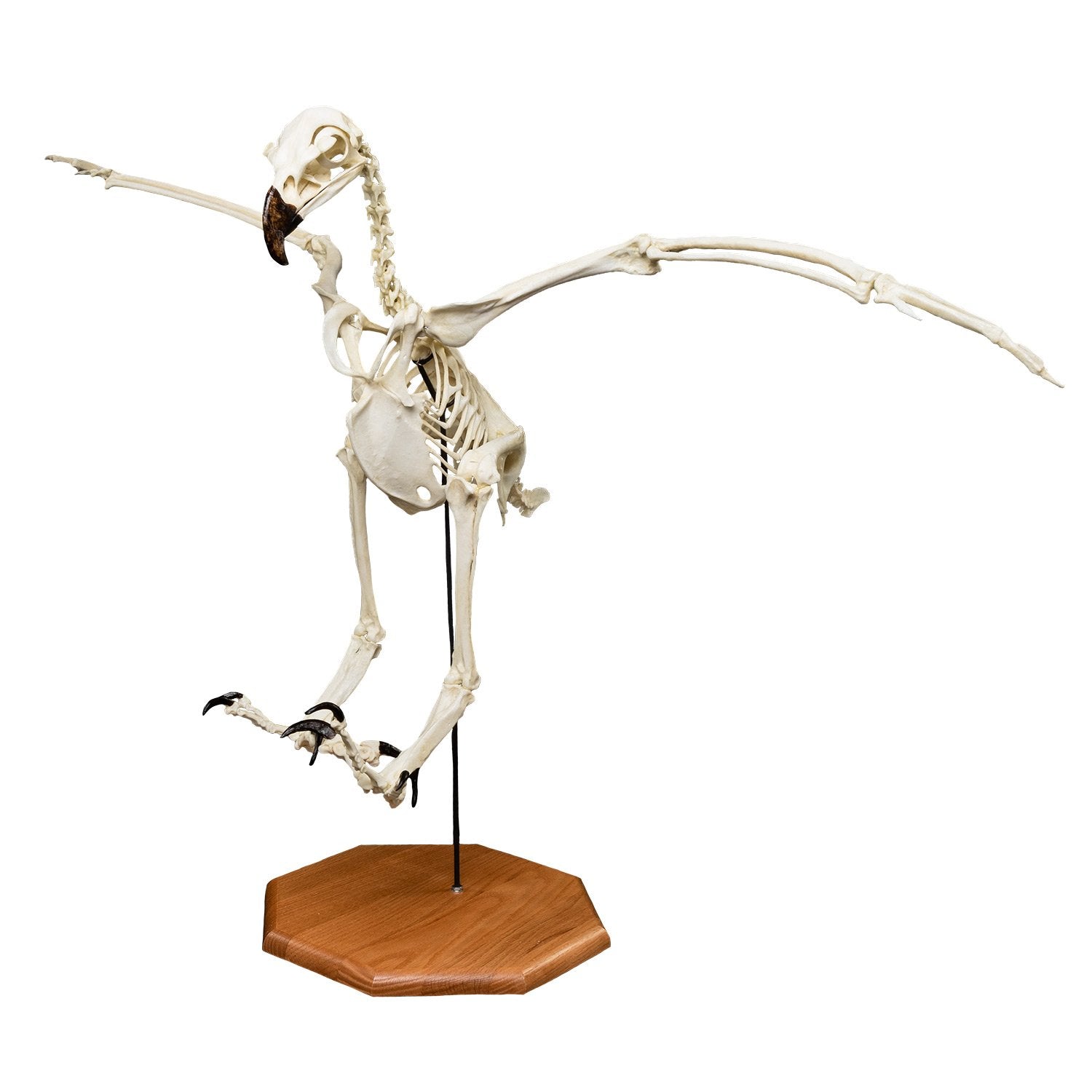Realistic Harpy Eagle Skeleton Replica - Lifelike Bird Bone Model for Science Education, Halloween Decor & Gothic Home Display