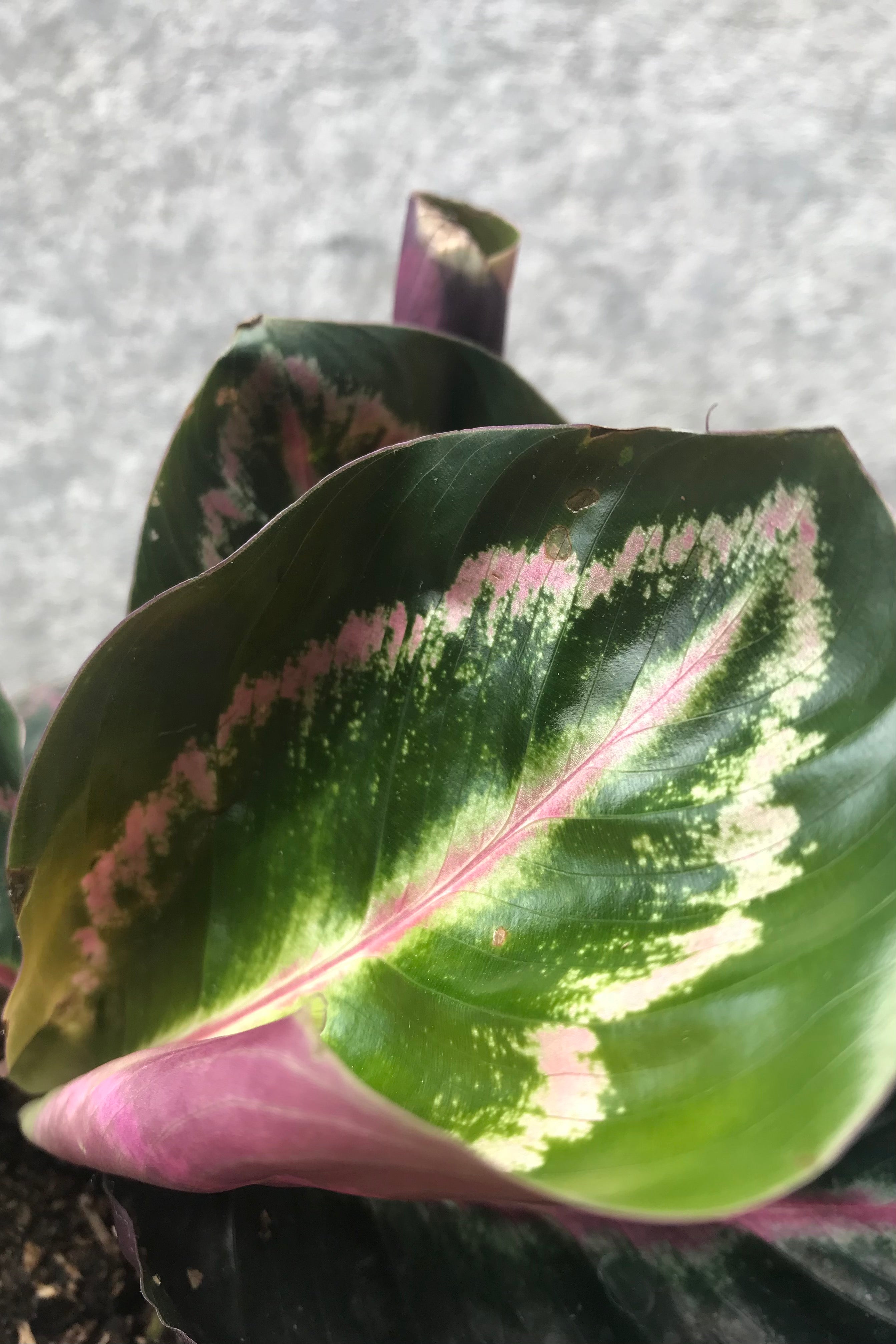 Calathea Roseopicta Live Plant - 4 Inch Pot | Prayer Plant for Home & Office Decor | Perfect for Indoor Gardening, Housewarming Gifts, and Plant Lovers