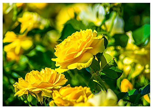 Easter Yellow Roses Fine Art Greeting Card - Happy Easter Inside - Handmade Floral Card for Easter Celebrations, Spring Parties & Home Decor