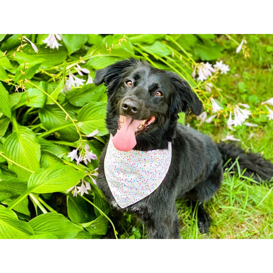 Stylish and Comfortable Sprinkle Bandana for Women & Men - Trendy Fashion Accessory for Outdoor Activities, Sports, and Everyday Wear