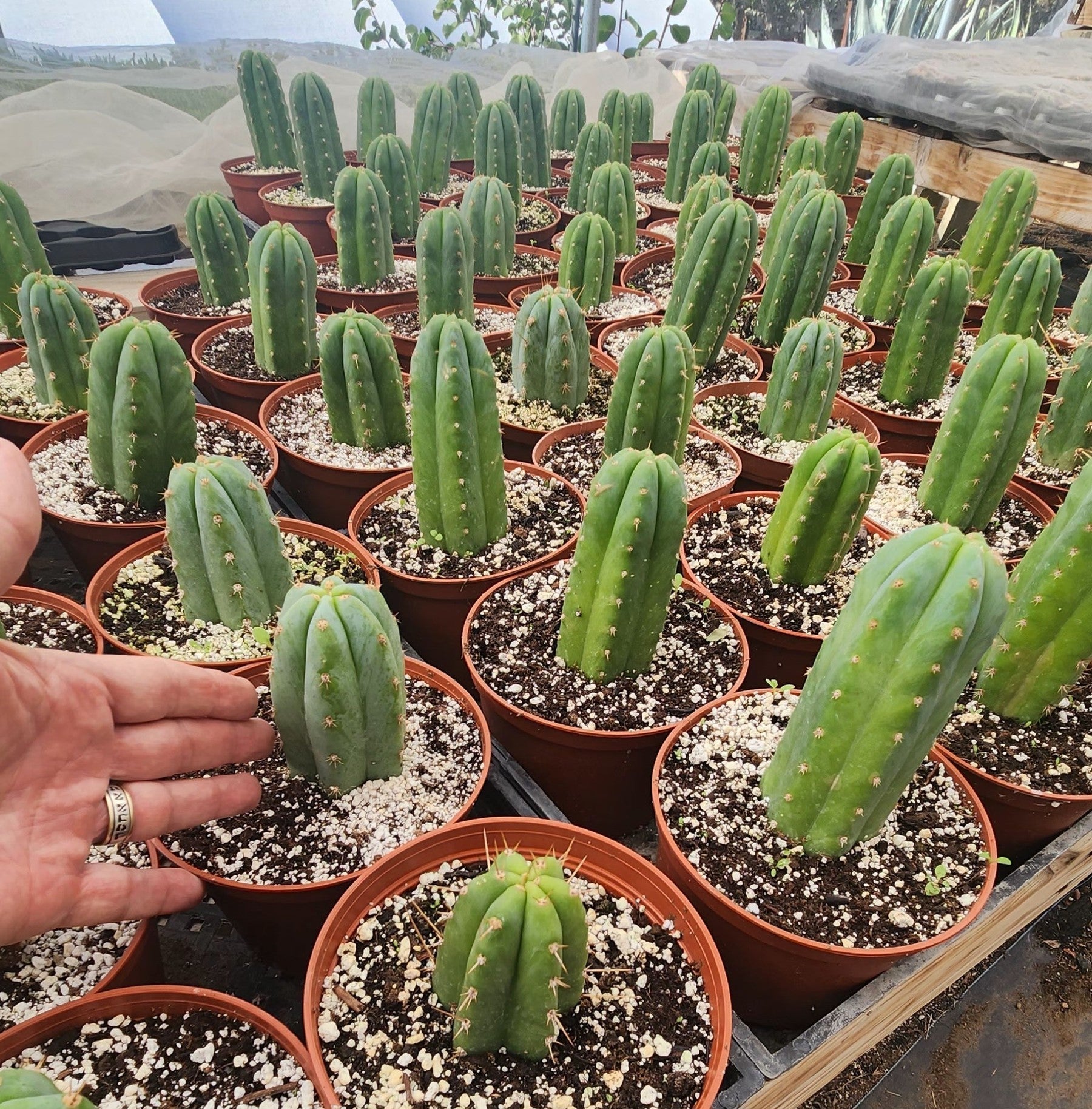 EC67 EXACT Trichocereus Pachanoi 46 - 6 Inch Container | Fast Growing San Pedro Cactus for Home Garden & Spiritual Ceremonies