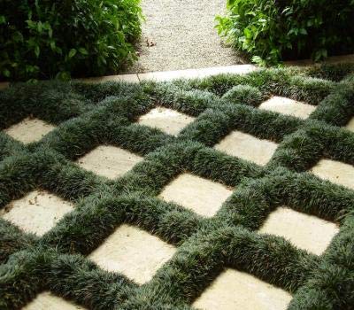 Dwarf Mondo Grass (Ophiopogon japonicus) - Kyoto Monkey Grass - 2.5 Inch Square Pots (Minimum 54 Plants) - Low Maintenance Ground Cover for Landscaping, Borders & Shade Gardens