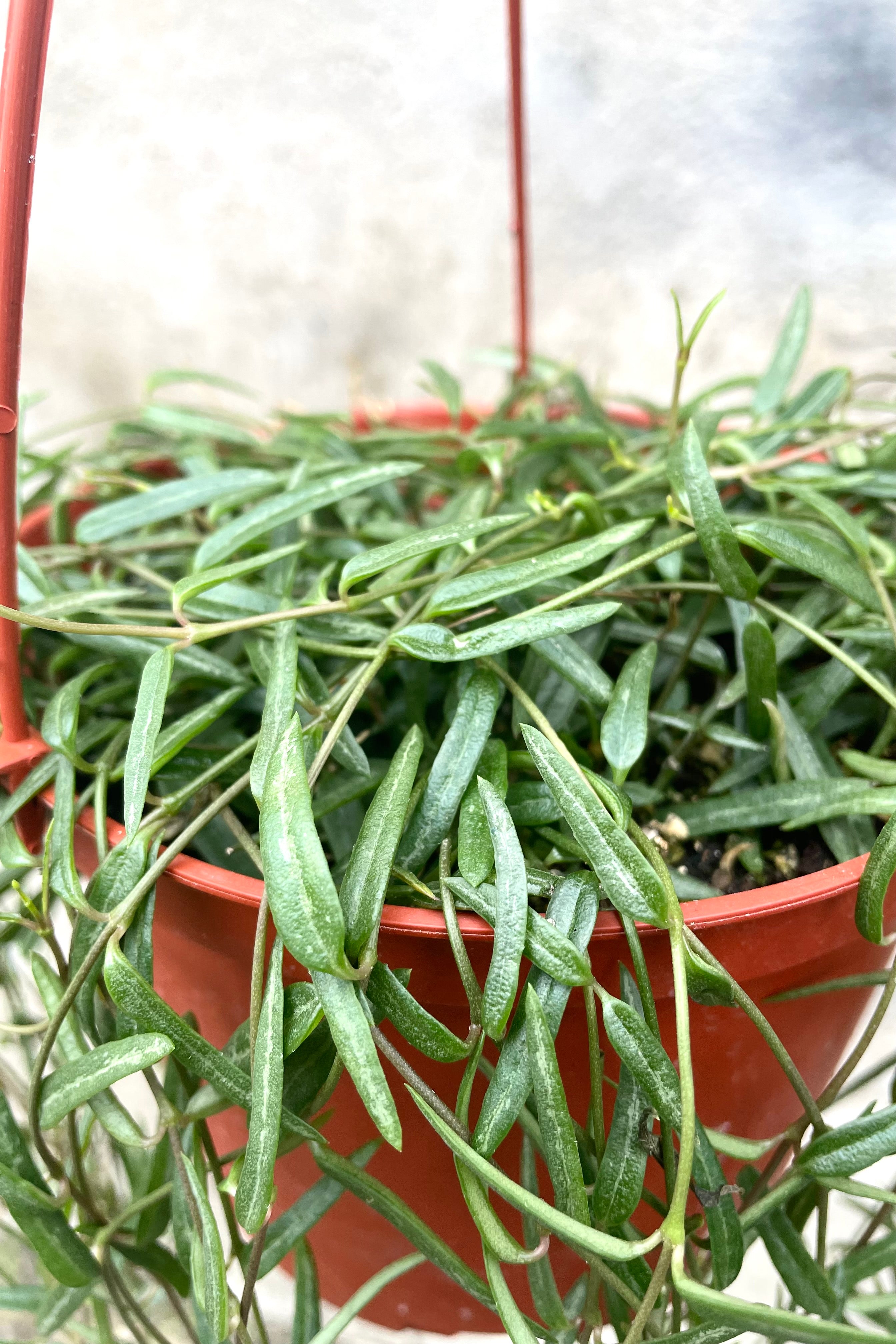 Ceropegia Linearis String of Needles - 6 Inch Hanging Succulent Plant for Home & Office Decor | Perfect for Shelves, Windowsills & Indoor Gardens