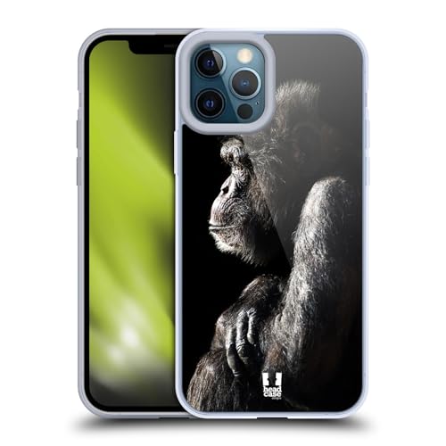 Male Chimpanzee