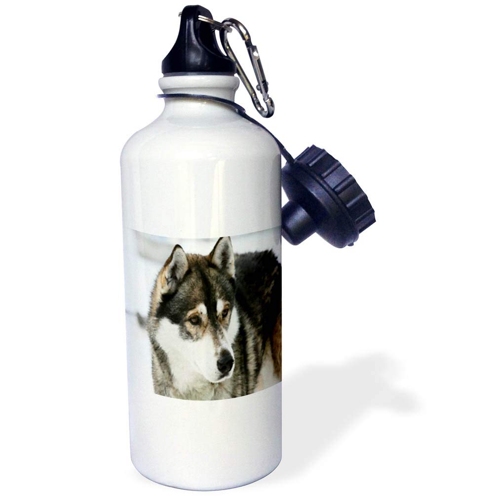3D Husky Painting Sports Water Bottle - 21oz Insulated Water Bottle with Leak-Proof Lid, Multicolor - Perfect for Gym, Hiking & Outdoor Activities