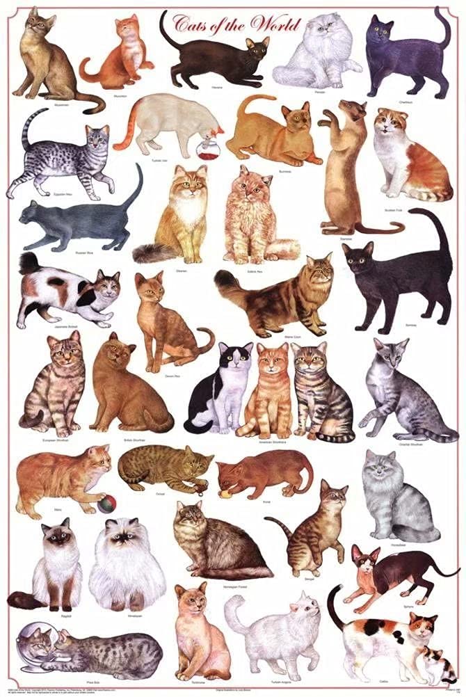 5D Diamond Painting Kits for Adults - Cats of The World Full Drill DIY Art Craft with Accessories, 16x24 Inch Wall Decor for Living Room & Bedroom
