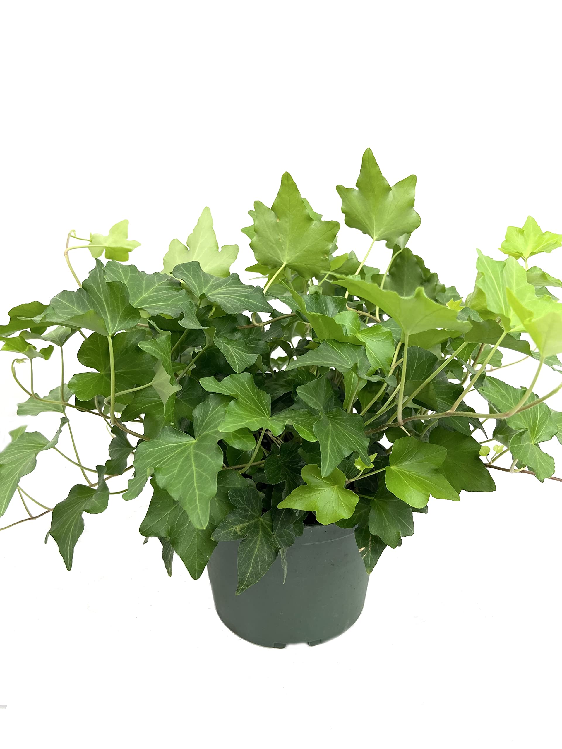 Green English Ivy (Hedera Helix) - 5 Live Plants in 6 Inch Pots - Easy Care Indoor Air Purifying Houseplant Vine - Perfect for Home Decor, Office Spaces & Hanging Baskets