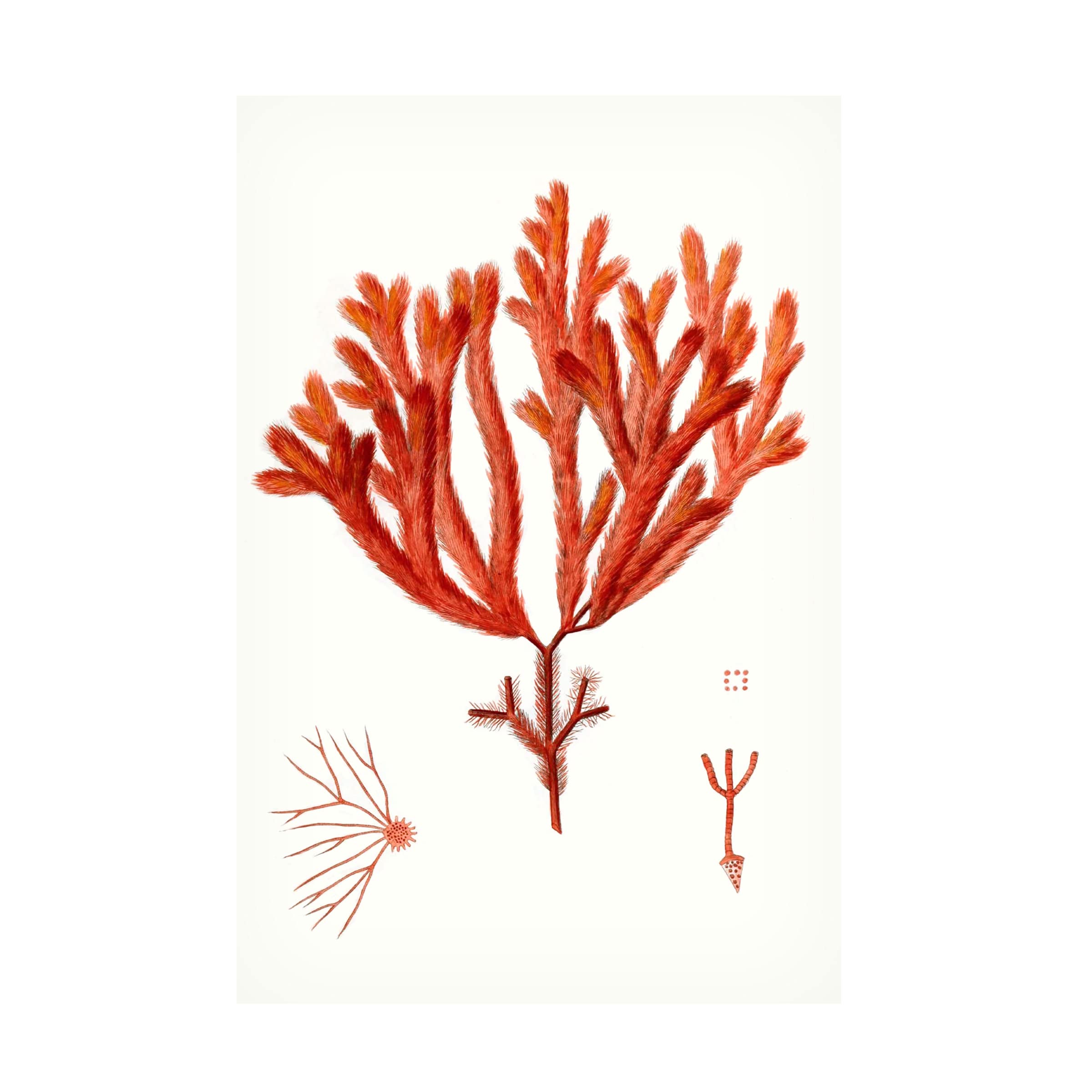 Trademark Fine Art 'Striking Seaweed II' Canvas Wall Art Print by Vision Studio - Coastal Home Decor for Living Room, Bedroom & Office