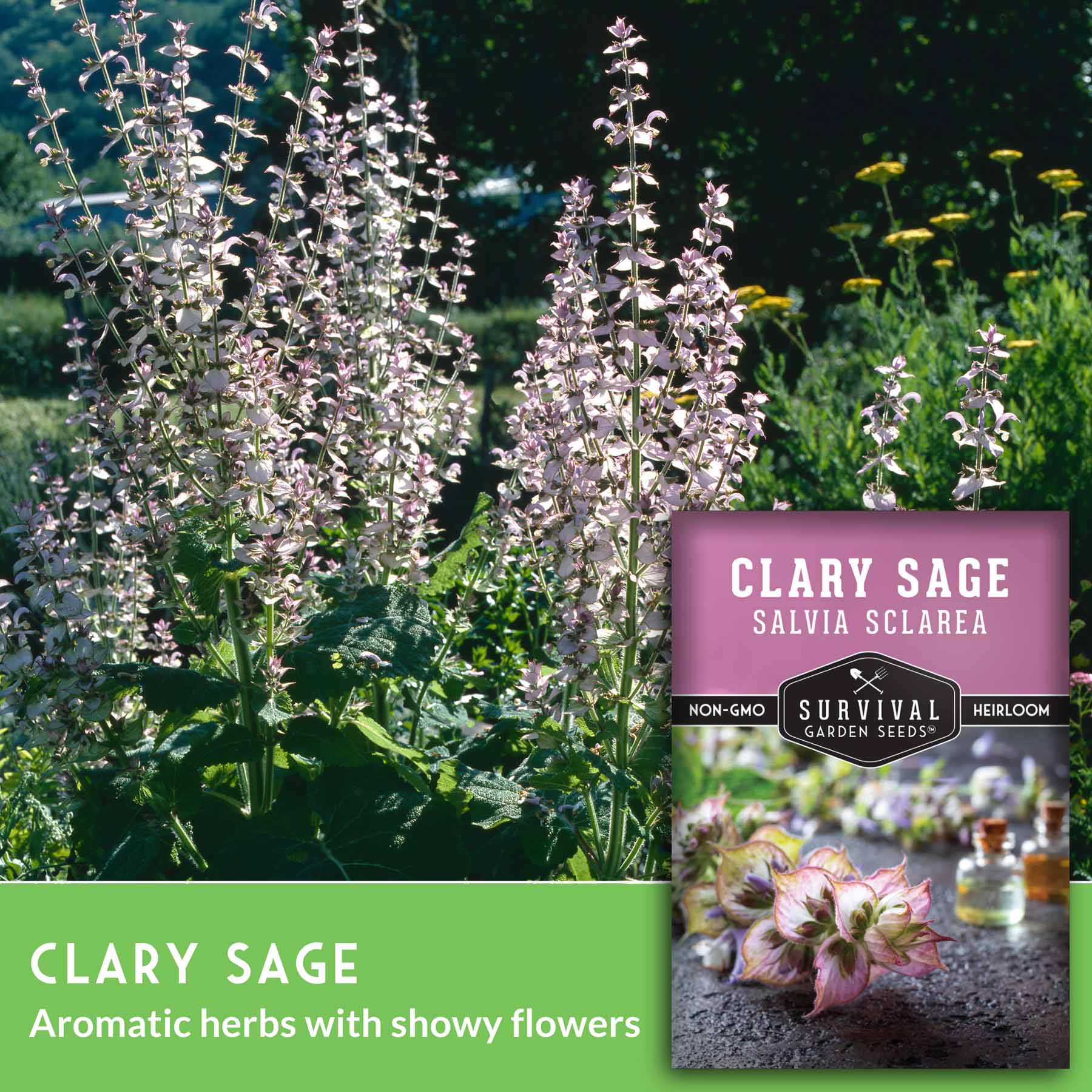 Organic Clary Sage Seeds (Salvia Sclarea) for Aromatherapy, Essential Oil Making & Herbal Gardens - Non-GMO, Heirloom Variety