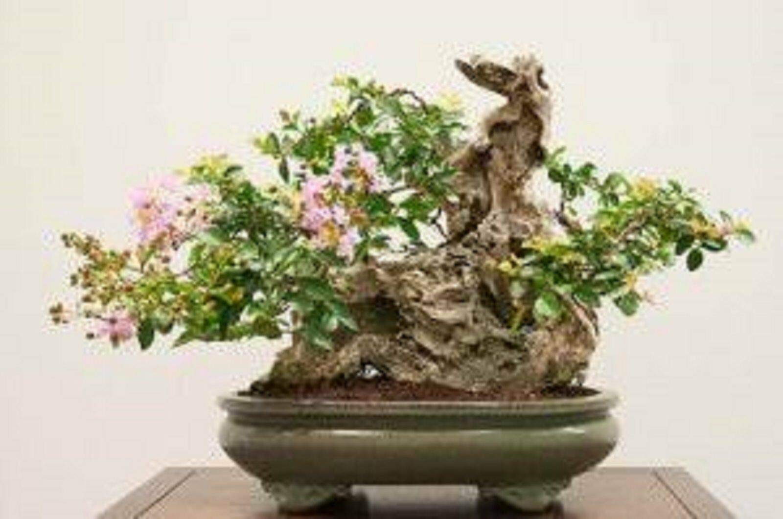 RETS Bonsai White Flowering Crepe Myrtle Seeds (Lagerstroemia Indica) - Indoor Pot Plant, Home & Office Decoration, Gardening Gift Idea