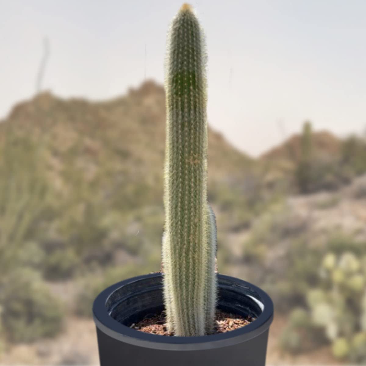 Live Cactus Plants for Sale - Indoor & Outdoor Succulent Plants, Silver Torch Cactus | Perfect for Home Decor, Office Desk & Garden Landscaping