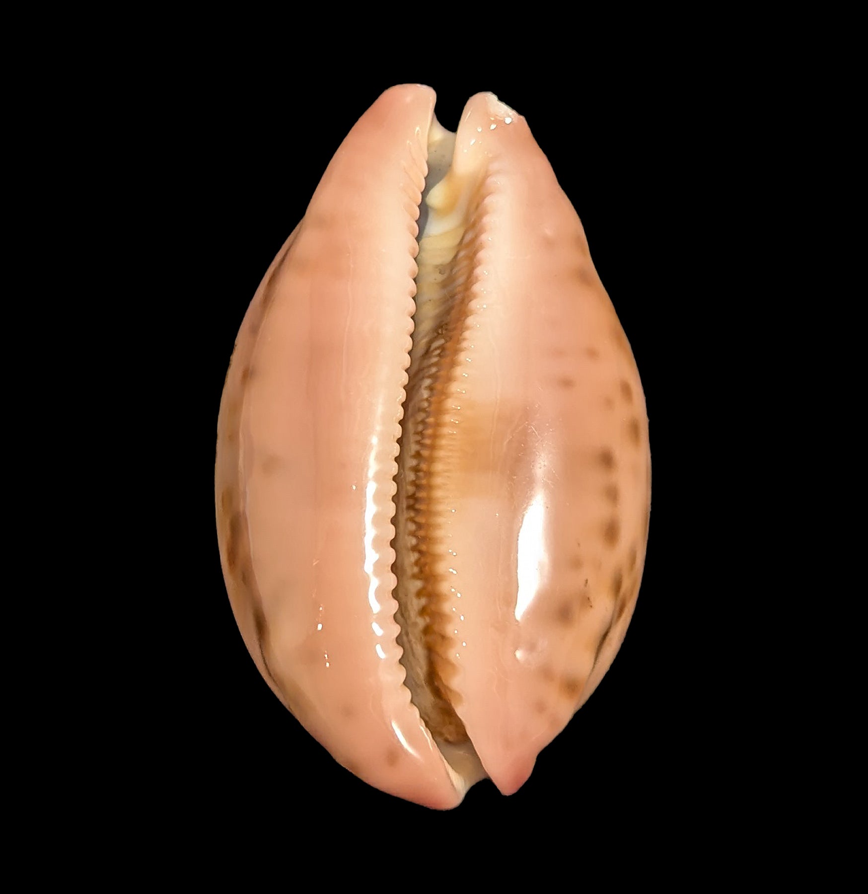 Natural Cowrie Shells for Jewelry Making, DIY Crafts, and Home Decor - Perfect for Beach Themed Decorations, Necklaces, and Boho Style Accessories