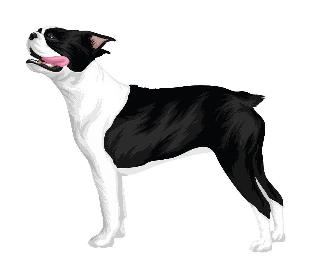 Boston Terrier Decal - High Quality Vinyl Sticker for Cars, Laptops & Windows - Perfect for Dog Lovers & Pet Decor