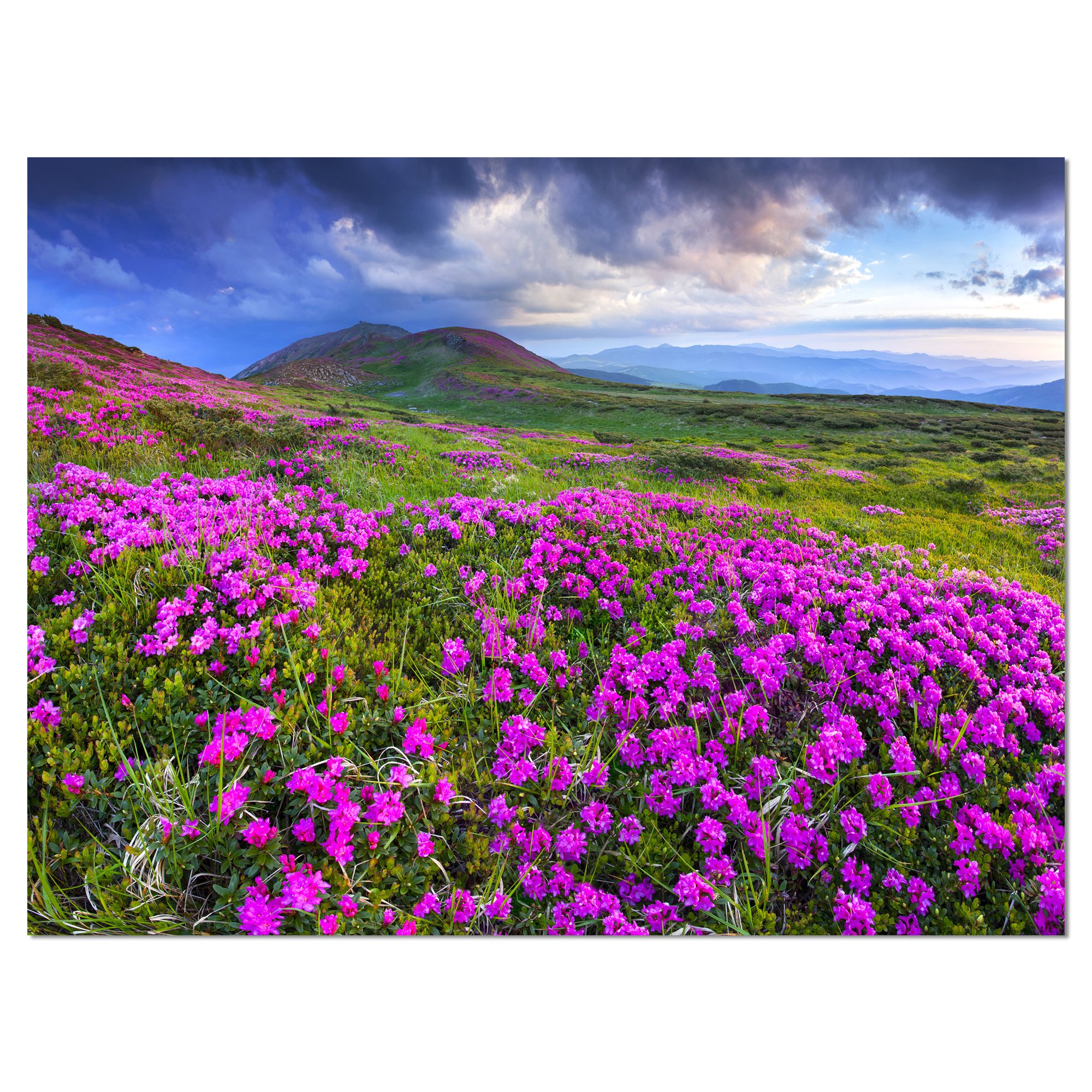 Rhododendron Flowers in Mountain Landscape - Stunning Nature Photography Canvas Print for Home & Office Wall Decor