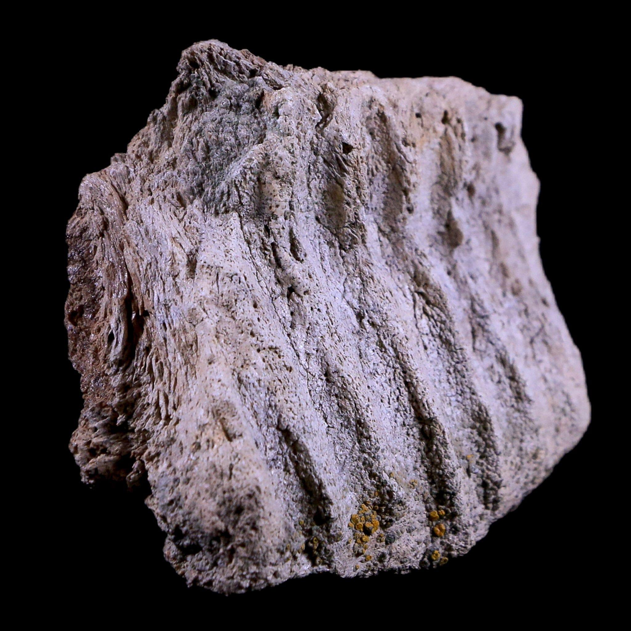 Authentic Gryposaurus Fossil Jaw Maxilla Bone - Duck-Billed Dinosaur Fossil from Judith River Formation, Montana - Includes COA - Perfect for Paleontology Collections, Educational Displays & Dinosaur Enthusiasts