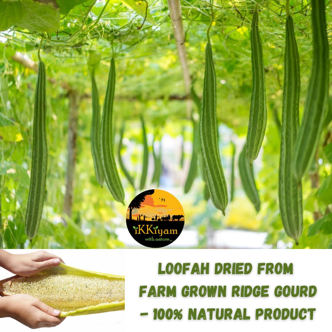 Ikkiyam Natural Loofah Ridge Gourd Bath Scrub | Soft & Gentle Exfoliating Body Scrubber | Biodegradable Eco-Friendly Sponge | Pack of 3 | Perfect for Shower, Bath & Spa Exfoliation