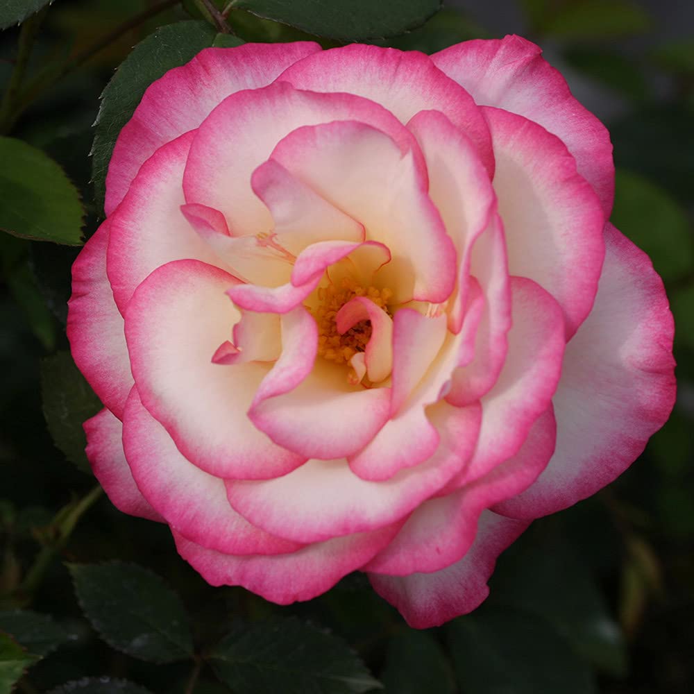 Heirloom Roses Climbing Rose Plant - Handel Live Rose Bush for Outdoor Garden Planting | Fragrant Climbing Roses for Trellis, Fence & Wall Decoration