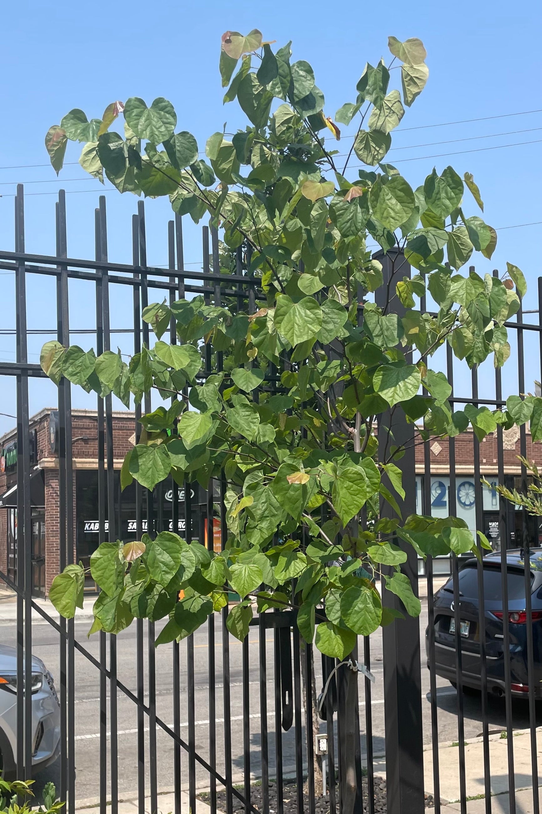 Cercis Canadensis MN Strain #10 - Premium Redbud Tree for Landscaping & Garden Decoration | Perfect for Backyard, Patio, and Outdoor Spaces