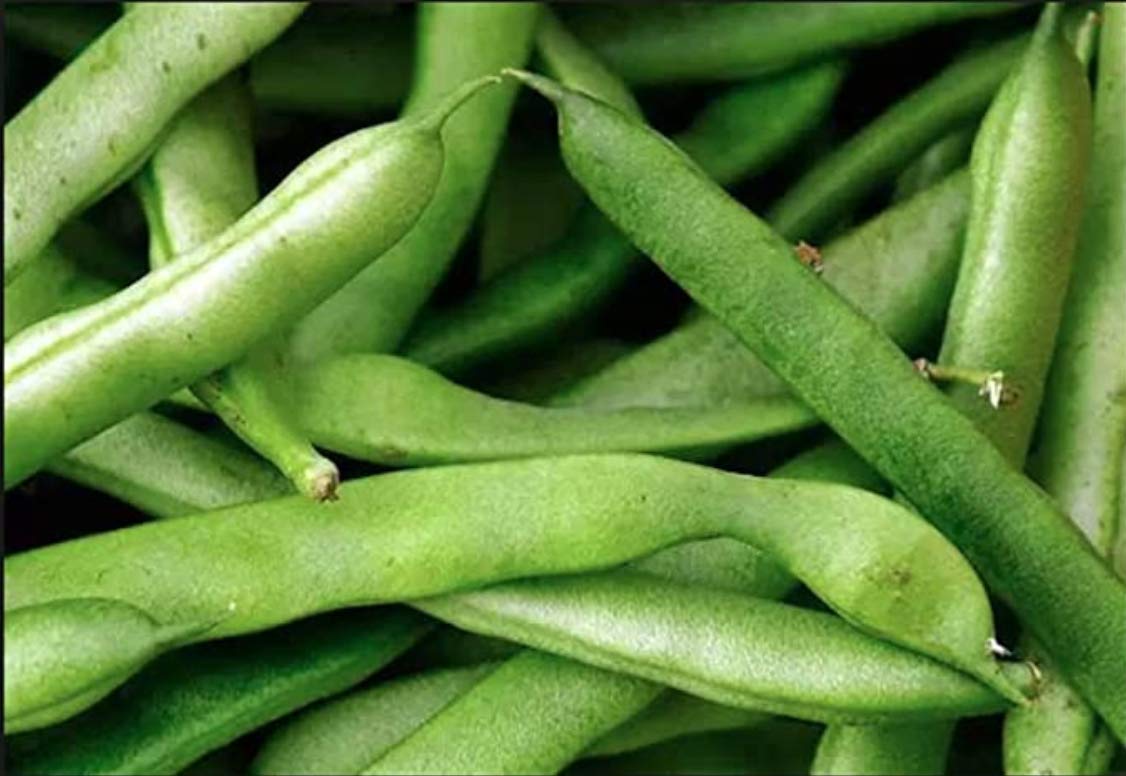 Blue Lake Bush Green Bean Seeds - 50+ Heirloom Non-GMO Vegetable Seeds for Planting (Phaseolus vulgaris) - Perfect for Home Gardens, Organic Farming & Fresh Salads