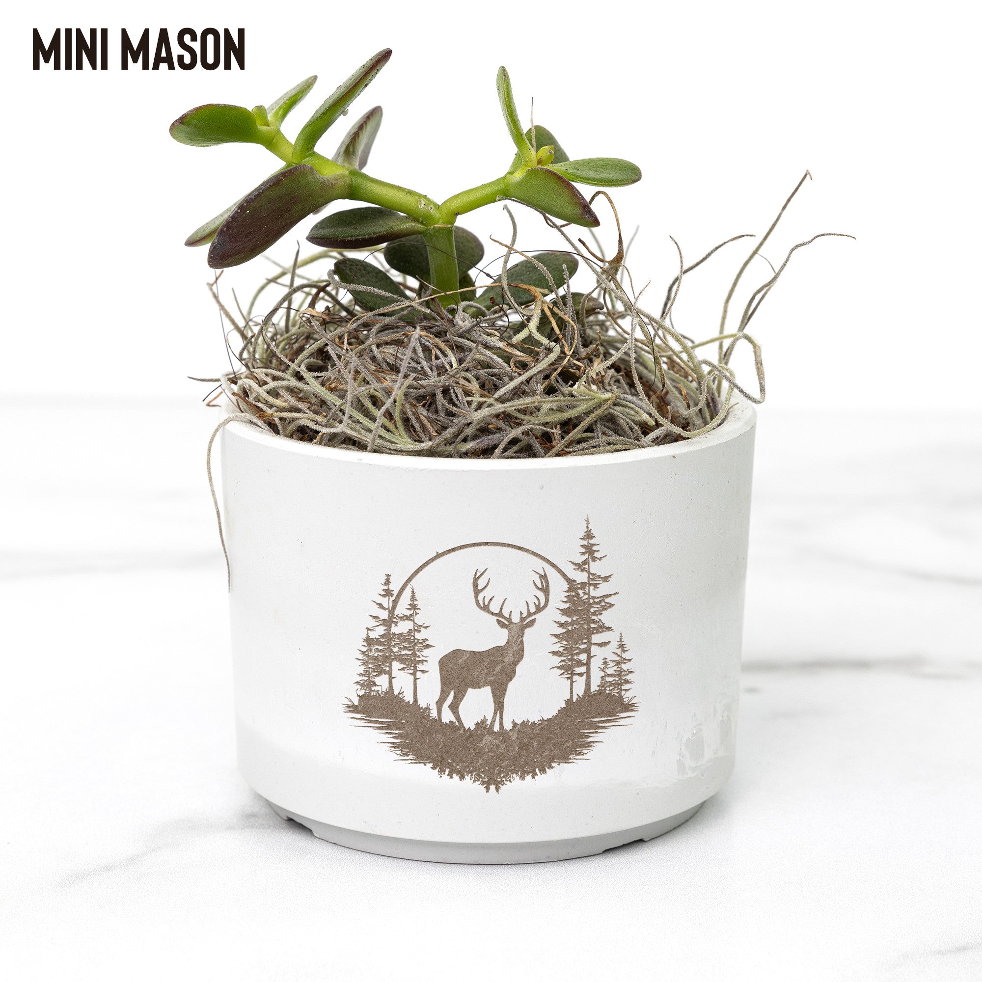 Tranquil Desk Plant - 3 Colors & 3 Types of Live Indoor Plants for Office, Home Decor & Stress Relief