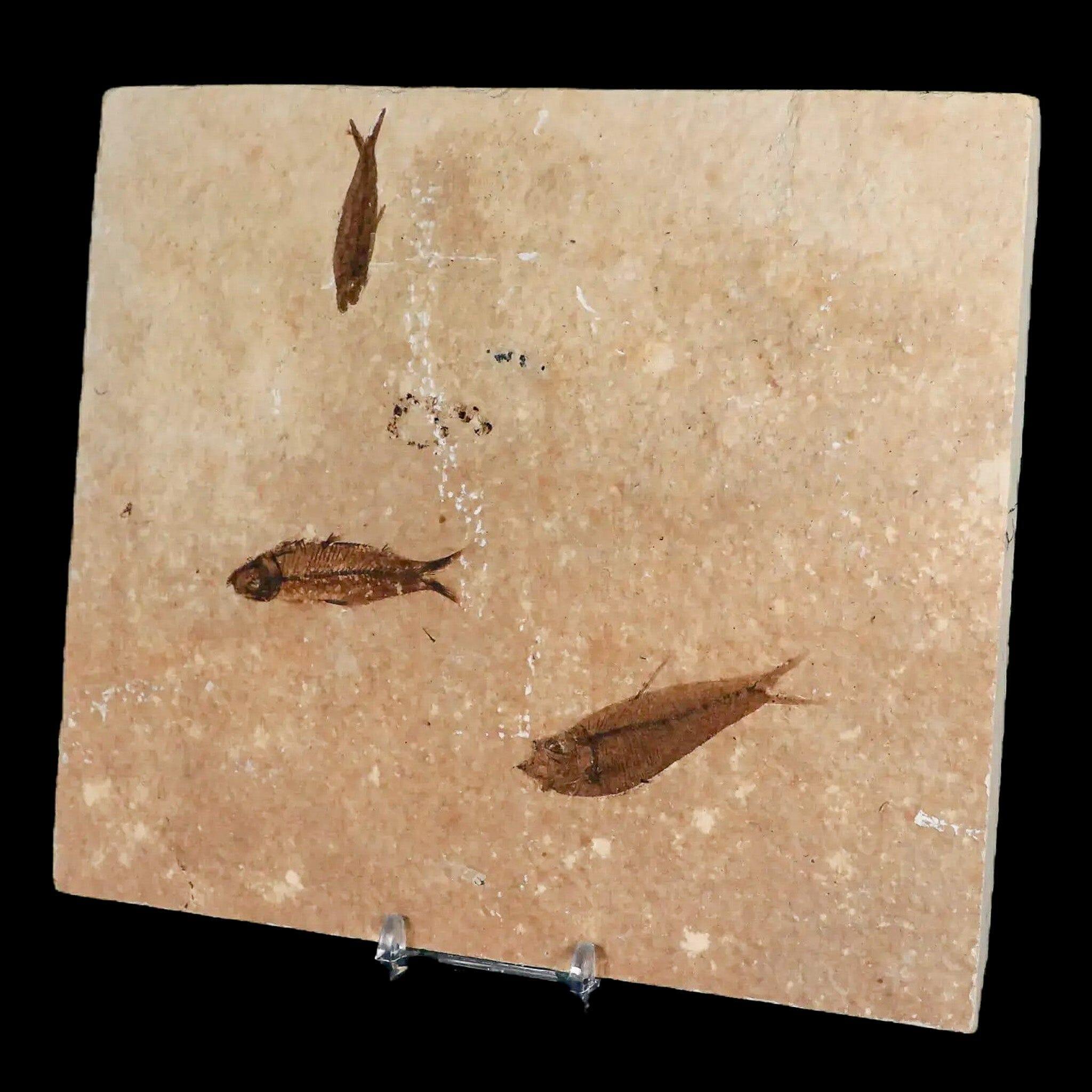 3 Authentic Diplomystus & Knightia Fossil Fish from Green River FM, WY - Eocene Age with COA - Perfect for Science Classrooms, Fossil Collections & Home Decor