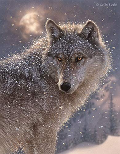 Collin Bogle Lone Wolf Artist's Proof Giclee Print on Paper - Wildlife Wall Art for Home & Office Decor