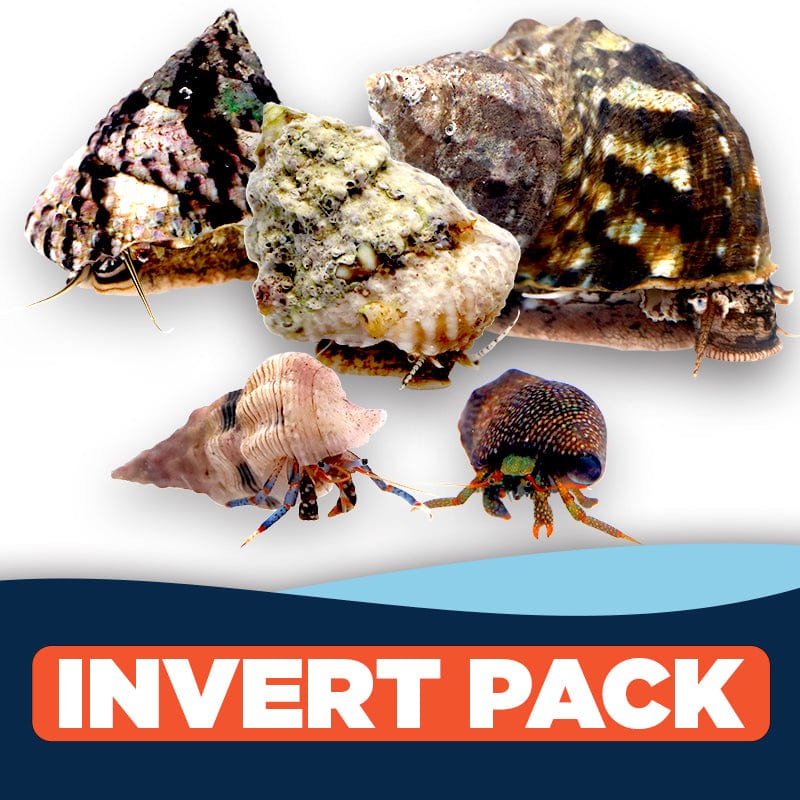 Clean Up Crew Pack (Medium) - Natural Tank Cleaners for Freshwater & Saltwater Aquariums | Ideal for Algae Control & Waste Management