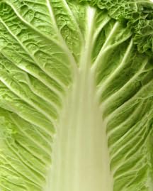 Cabbage Leaves